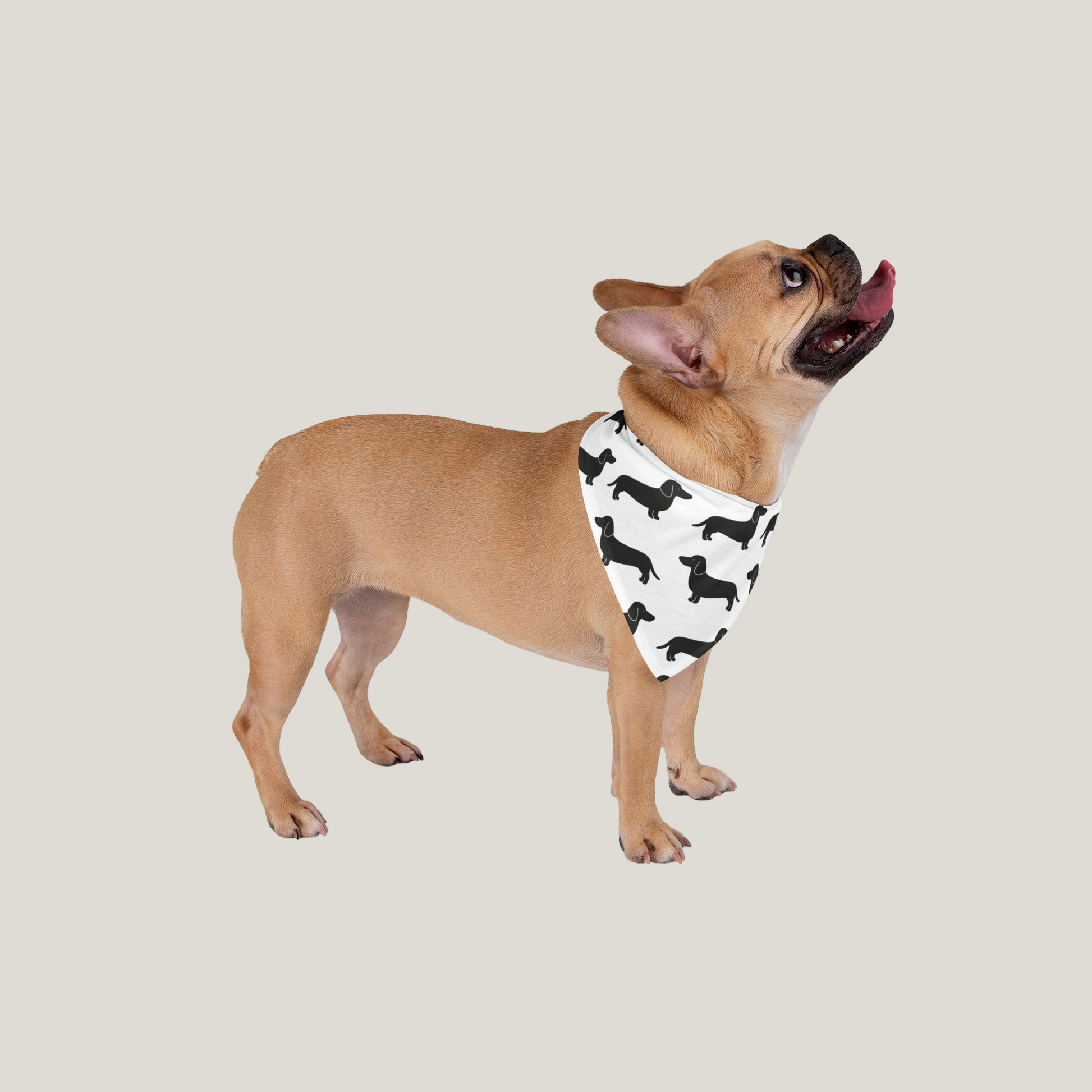 Dog Bandana With Dachshunds